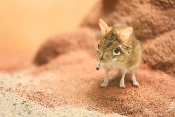 Kangaroo mouse in the desert of Merzouga, Morocco.