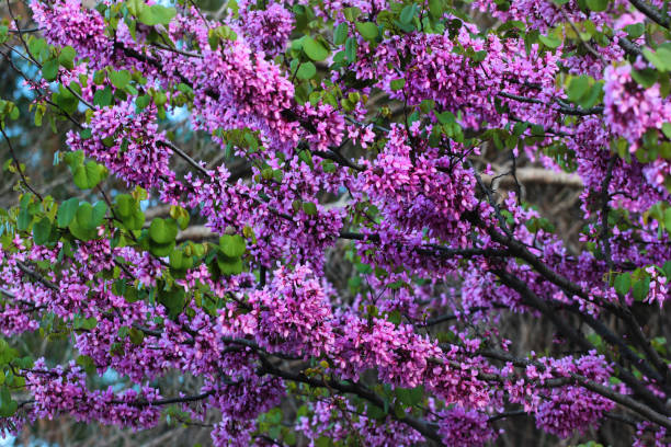 istock Judas tree, or Cercis siliquastrum in bloom 1434964036
