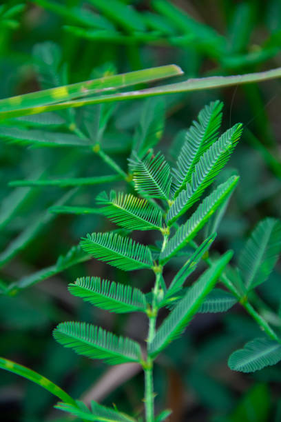 Green leaf background of Mimosa pudica plant