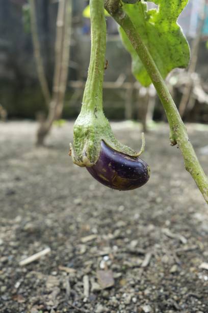 bébé aubergine - italian eggplant photos et images de collection