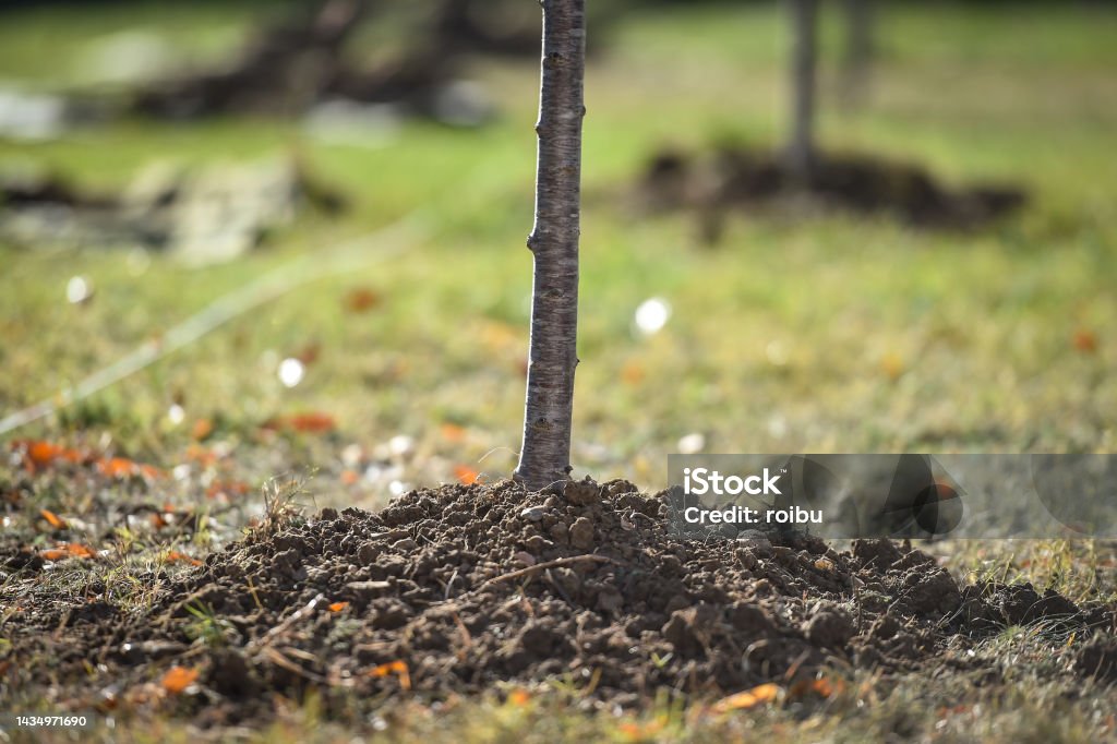One Tree Sapling Tree Planting Action Showing A Sapling Who Just Got Planted Stock Photo ...