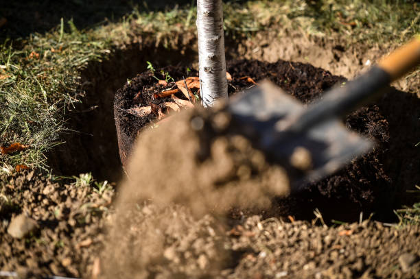 istock Tree planting action showing a sapling who just got planted 1434971692