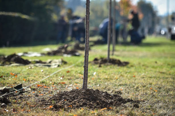 istock Tree planting action showing a sapling who just got planted 1434971840