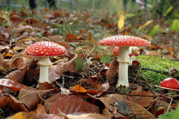 istock Fly agaric or fly amanita on a forest floor 1434972044