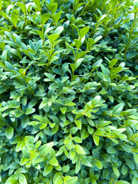 istock Boxwood seamless background pattern. Natural green texture of boxwood Buxus sempervirens 1434972724