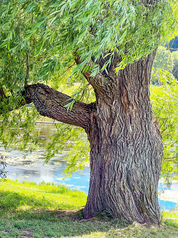 Willow tree standing near the on the shore of the river. Summer landscape. High quality photo
