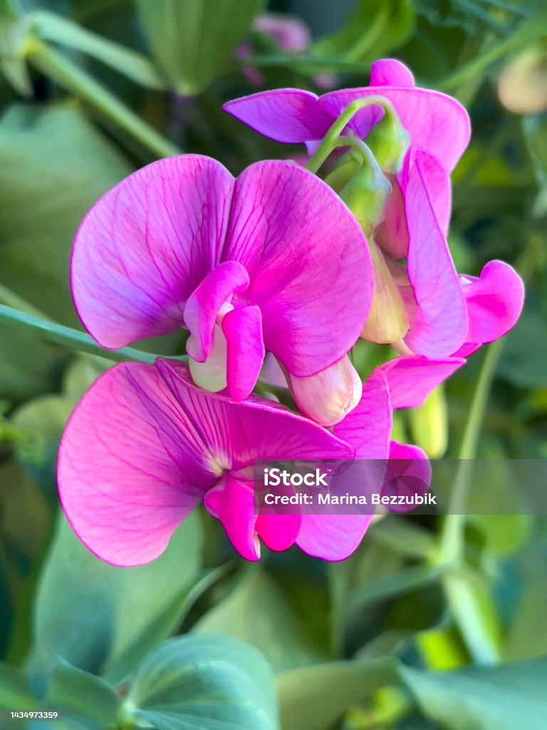 Bonitas Flores Rosadas De Guisantes Dulces Flores De Verano En El Jardín Foto de stock y más banco de imágenes de Belleza - iStock Bonitas Flores Rosadas De Guisantes Dulces Flores De Verano En El Jardín Foto de stock y más banco de imágenes de Belleza - iStock