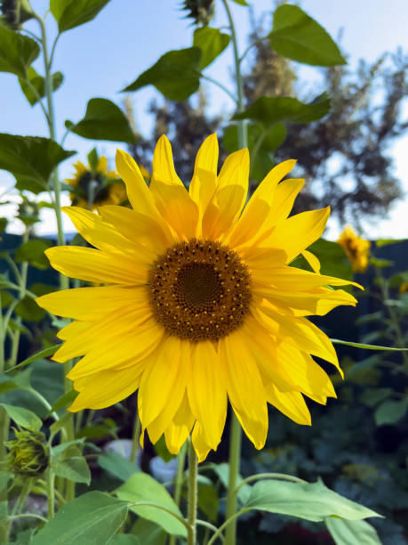 istock Sunflower blooming in summer. Summer background. 1434973415