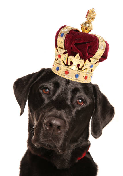 Labrador wearing a crown for most popular dog isolated on a white background