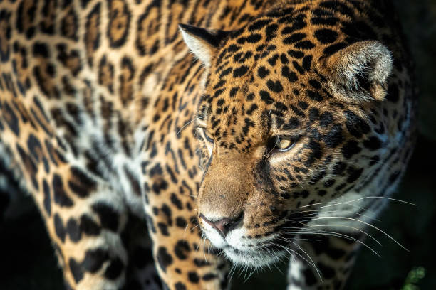 istock Close-up of a jaguar. Panthera Onca. 1434974199