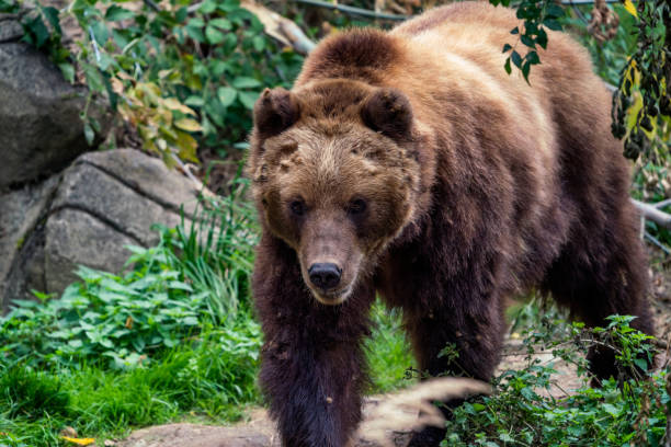 istock Kamchatka brown bear in the forest, Ursus arctos beringianus 1434974224