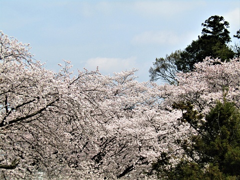 Japan. Cherry blossom.