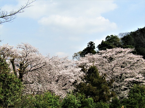 Japan. Cherry blossom.