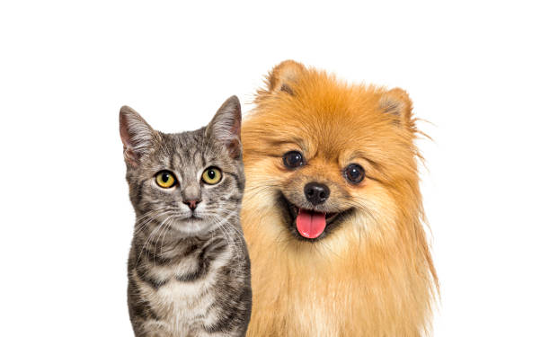 istock Grey striped tabby cat and Red Pomeranian dog panting with happy expression together on white background, banner framed looking at the camera 1434982674