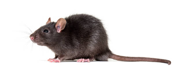 istock Black rat, Rattus rattus, in front of white background 1434982922