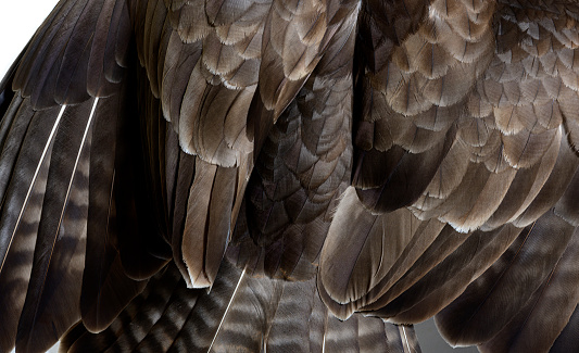 Feathers Detail, Macro of common buzzard, Buteo buteo