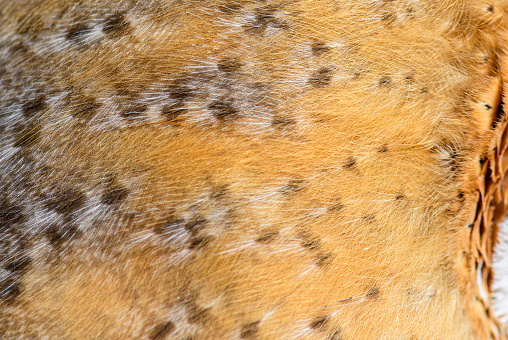 Close-up on the feathers of a nocturnal bird of prey, Barn Owl, Tyto alba, isolated on wite