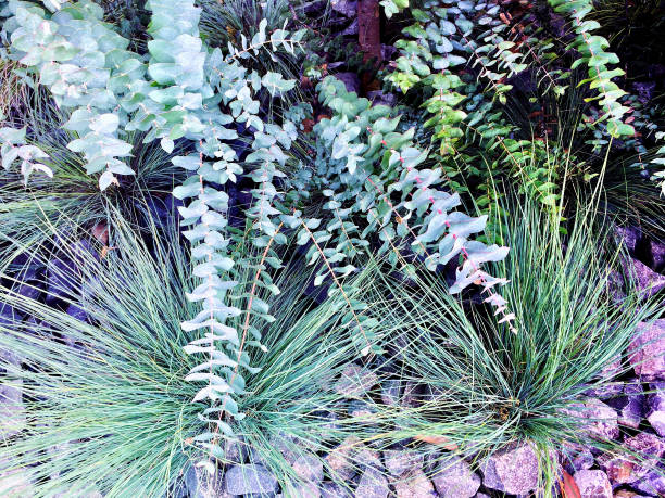 местные растения в саду камней - bluegum tree стоковые фото и изображения