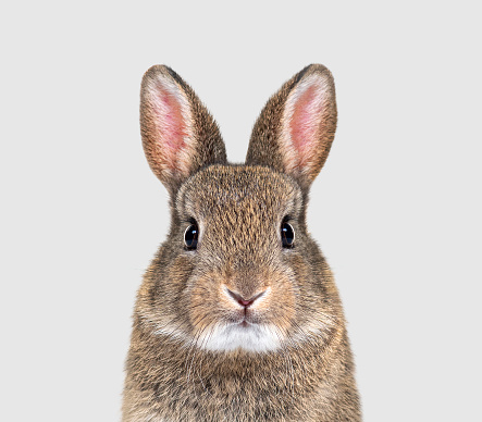 istock Young European rabbit facing and looking at the camera, Oryctolagus cuniculus 1434983636