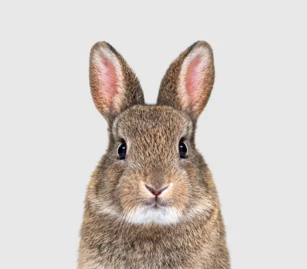 Photo of Young European rabbit facing and looking at the camera, Oryctolagus cuniculus