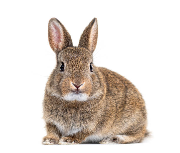 Young European rabbit facing at the camera, Oryctolagus cuniculus stock photo