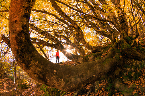 The Carlac Forest in the Vall d’Aran is the magical forest. You can see a big beech centennial trees of diferents shapes. In this picture you can ser a one person contemplating this majestic tree with a flash of sun in autumn season when the colour of the forest is yellow, orange and the ligth is gold.