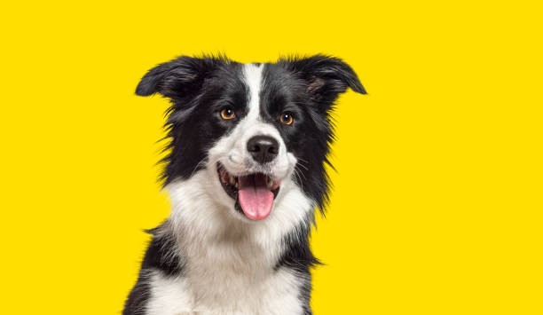 istock Happy Border Collie dog panting on yellow background 1434984257