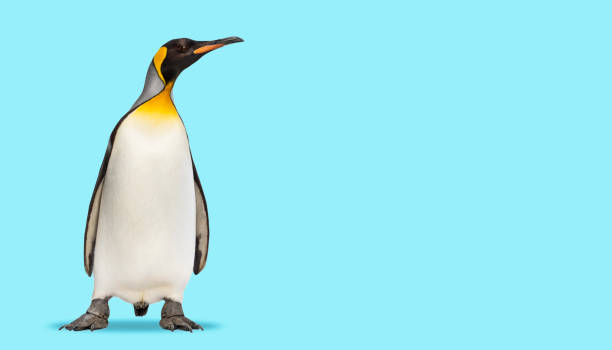 istock King penguin standing in front of a blue background 1434984313