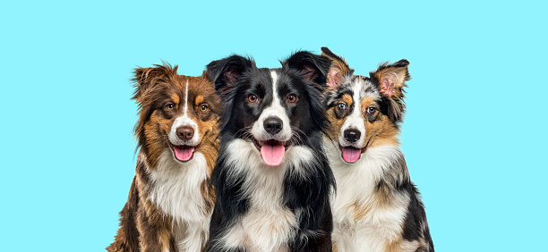 group of dogs, border collie and Australian Shepherd, panting together on a  blue background
