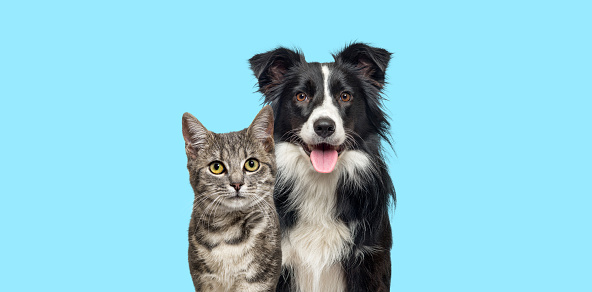 istock Grey striped tabby cat and a border collie dog with happy expression together on blue background, banner framed, looking at the camera 1434984337