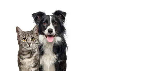 Photo of Grey striped tabby cat and a border collie dog with happy expression together isolated on white, banner framed looking at the camera