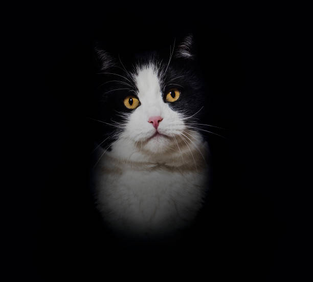 istock Black and white Mixed breed cat yellow eye portrait against black background 1434984616