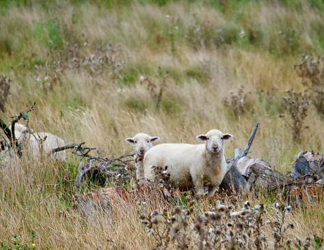 A herd of sheep on the farm, sunny autumn day