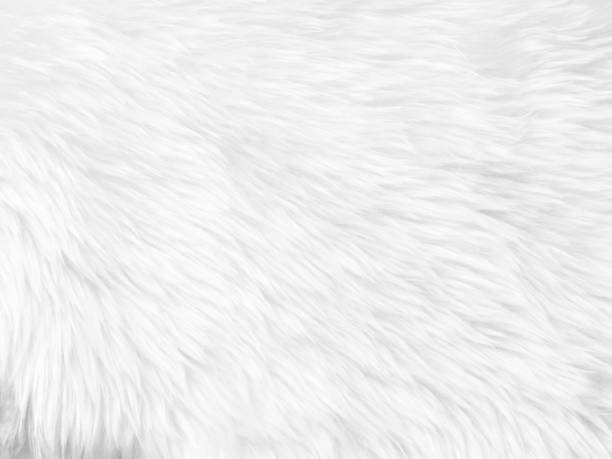 istock White clean wool texture background. light natural sheep wool. white seamless cotton. texture of fluffy fur for designers. close-up fragment white wool carpet. 1434986361