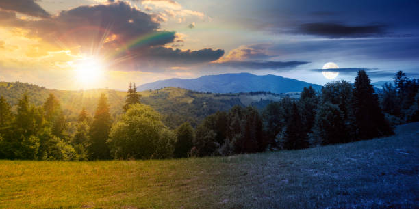 istock coniferous forest on the hill at daybreak 1434986571