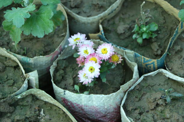 white chrysanthemum flower bush in a garden