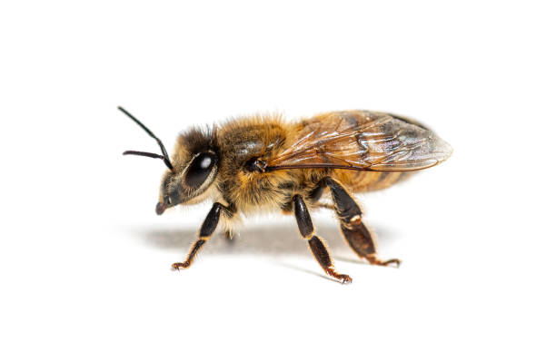 istock Side view of a Honing bee, apis mellifera,  isolated on white 1434986701