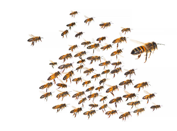sciame di api in volo isolato su sfondo bianco - sciame di insetti foto e immagini stock