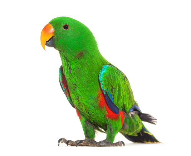 istock Standing Green amazon parrot bird, isolated on white 1434986705