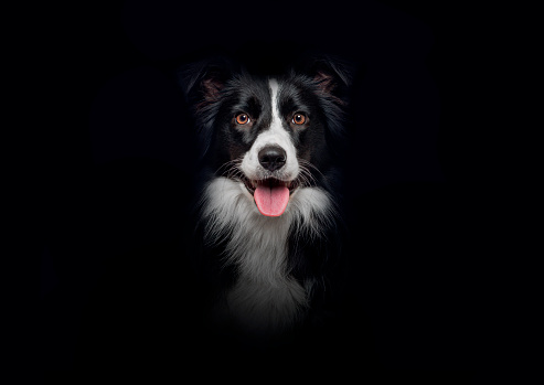 Australian Shepherd Dog Portrait against grey background with his head cocked.