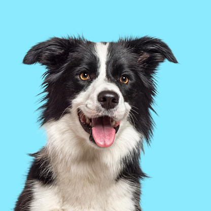 Happy Border Collie dog panting on blue background