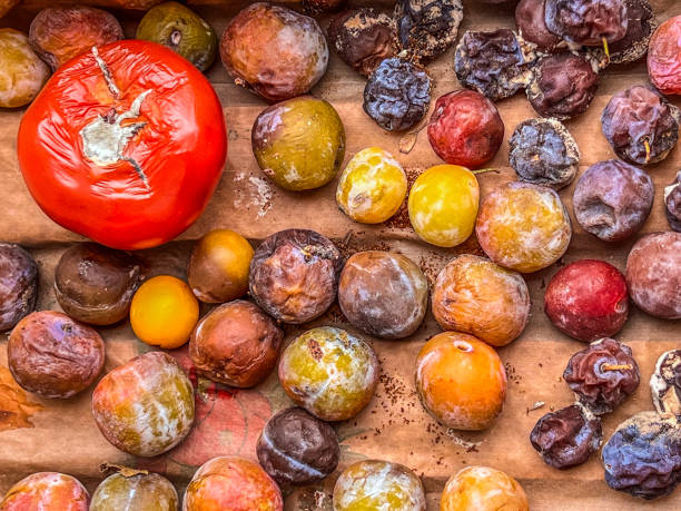 多くの腐った大小のトマト、果物、プルーン、ブドウ - rotting food mold fruit ストックフォトと画像