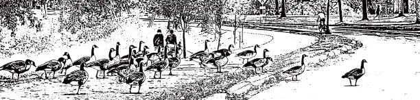 Vector illustration of Flock of Canada Geese Crossing Street