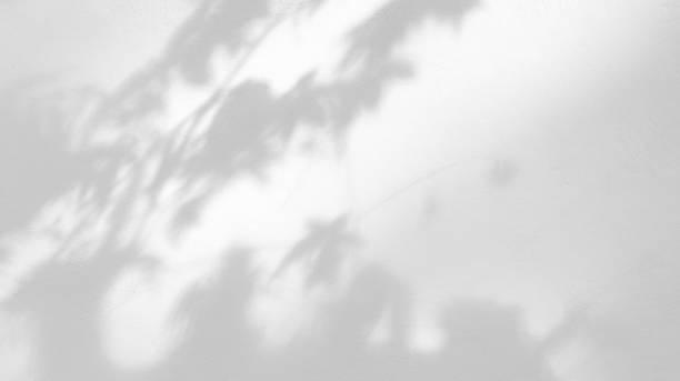 istock Seamless texture of white cement wall a rough surface and leaf shadow, with space for text, for a background 1434987723
