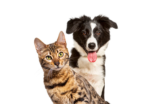 Brown bengal cat and a border collie dog panting with happy expression together on white background, looking at the camera