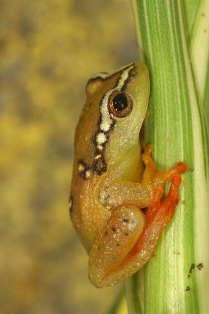 istock African red frog(Hyperolius) on a green plant, vertical 1434988537
