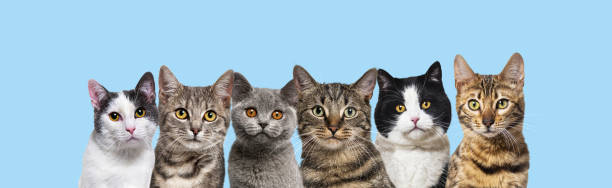 istock many head shot cats looking at the camera on blue background 1434988619