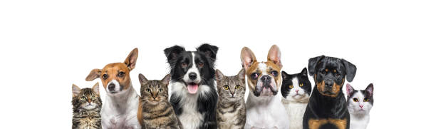 grande gruppo di cani e gatti che guardano la telecamera isolata su bianco - dog mixed breed dog group of animals small foto e immagini stock