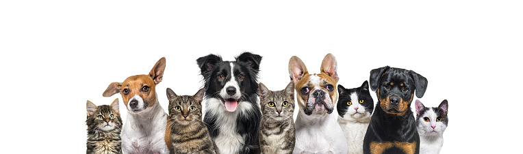 Large group of cats and dogs looking at the camera isolated on white