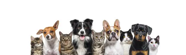 Photo of Large group of cats and dogs looking at the camera isolated on white